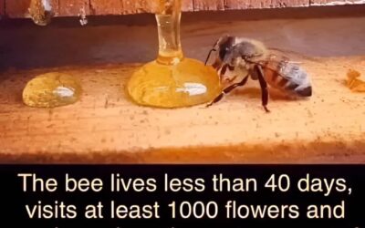 Bee’s at Welbeck!
